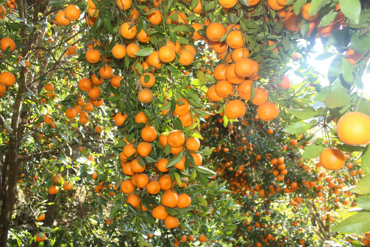 म्याग्दीबाट ३३ करोड ४६ लाखको सुन्तला बिक्री