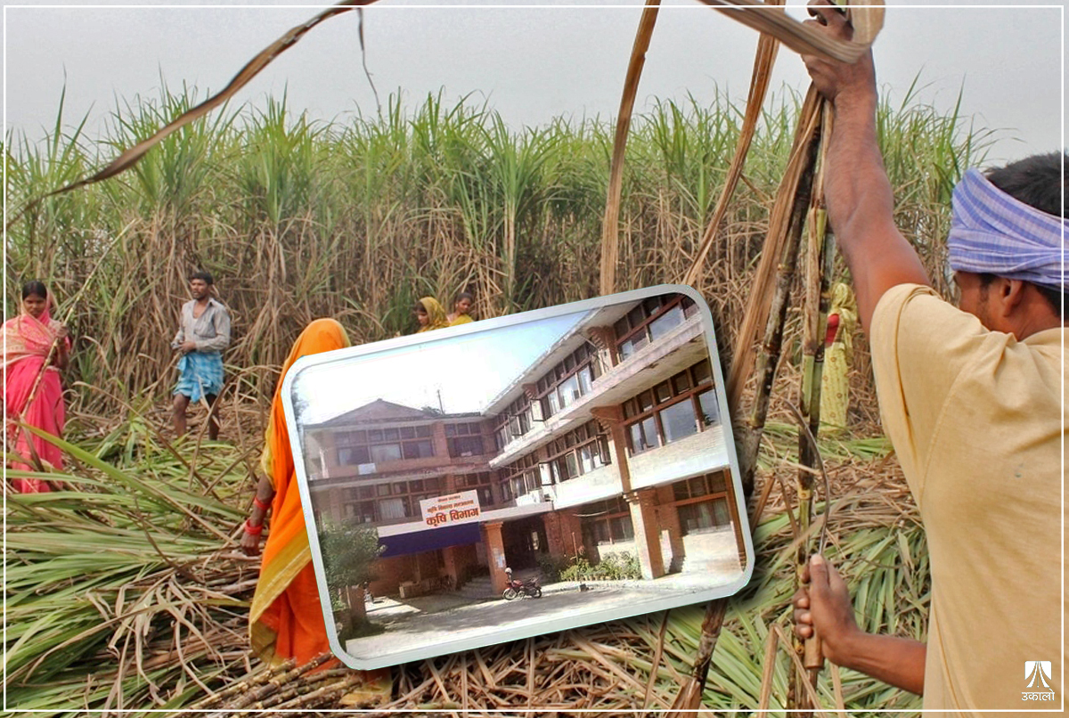 उखुको अनुदानमा ४० करोड बजेट अपुग, छुट्याइएको रकम पनि पाएनन् किसानले