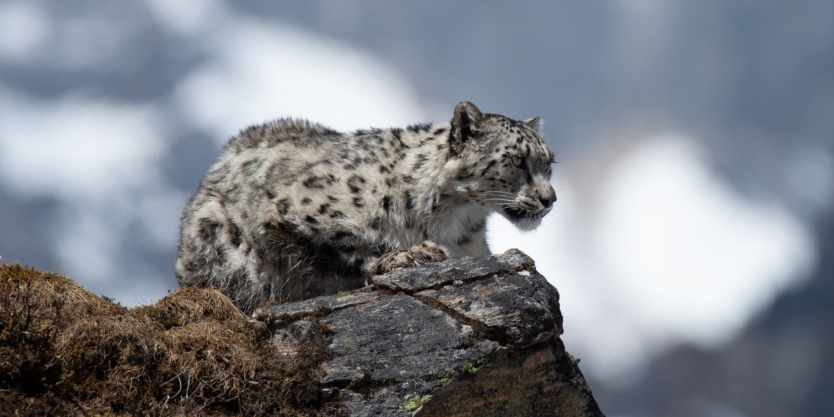विश्वका कुल हिउँचितुवामध्ये १० प्रतिशत नेपालमा
