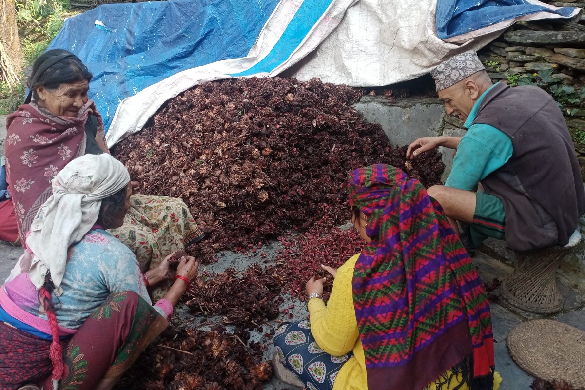 बागलुङमा अलैँची उत्पादन वृद्धि, वर्षमा ६ करोडको कारोबार