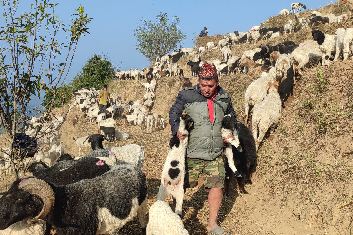 २४ वर्षदेखि भेडाबाख्रासँग रमाइरहेका दुरजङ