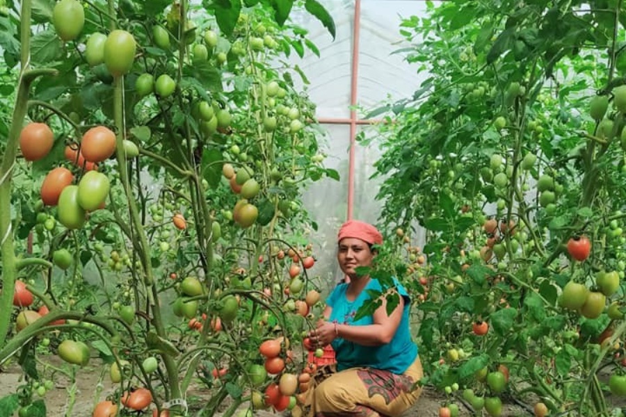टनेलभित्र लटरम्म तरकारी