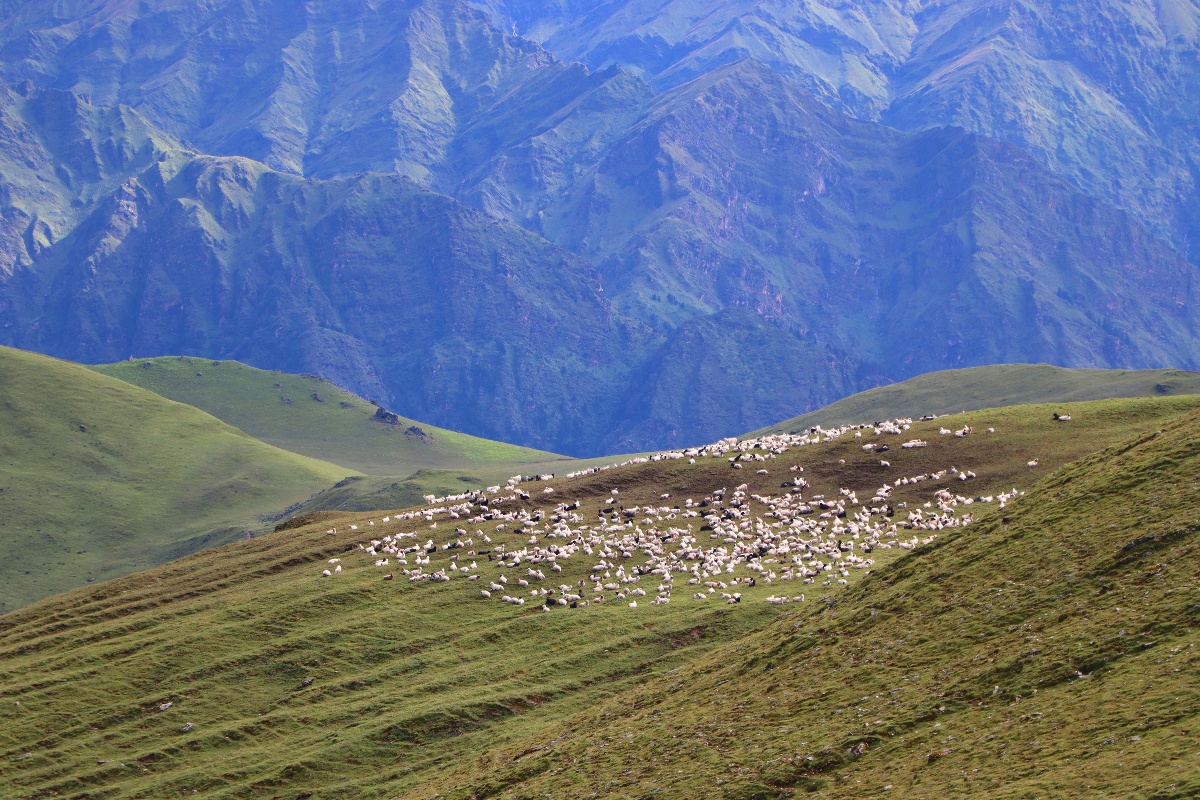बुकीपाटन र पर्यटक लोभ्याउने भेडीगोठ