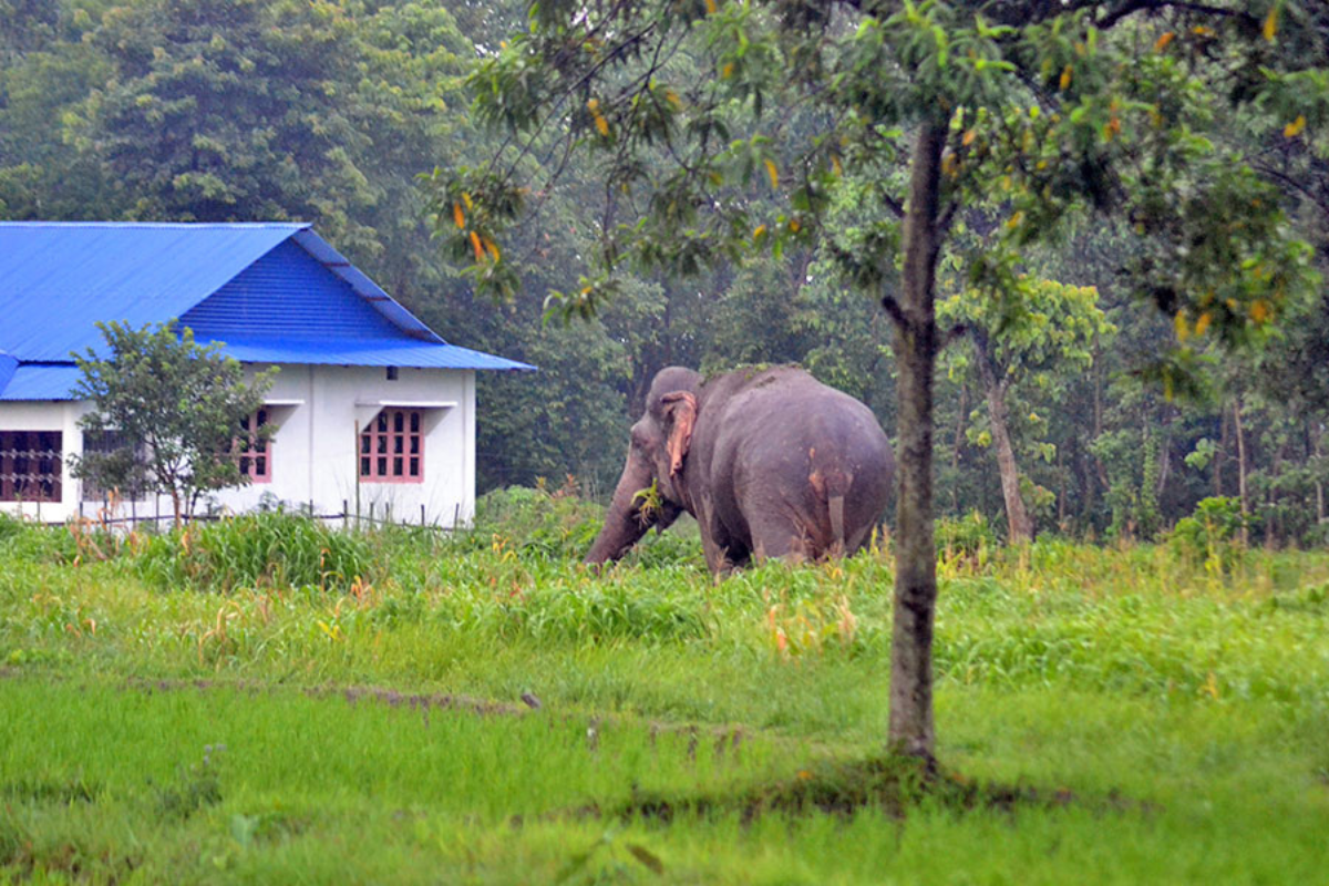 झापामा हात्तीको आक्रमणबाट १ जनाको मृत्यु