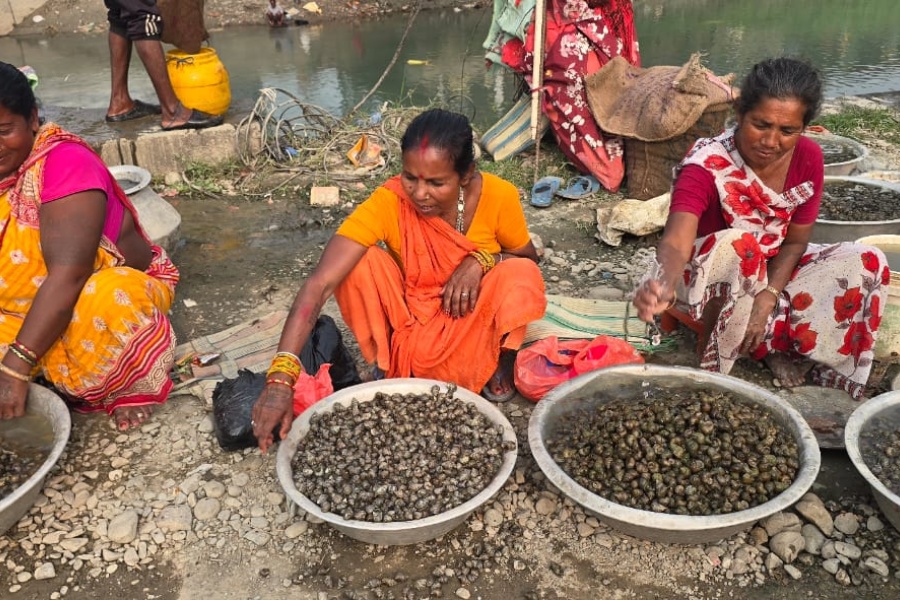 महिलाका लागि आम्दानीको आधार बन्दै घोँगी व्यापार