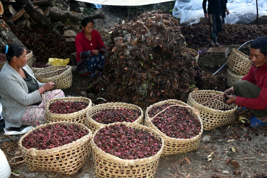 किसानलाई अलैँची भित्र्याउन चटारो, बगानमै मनाउँछन् चाडपर्व