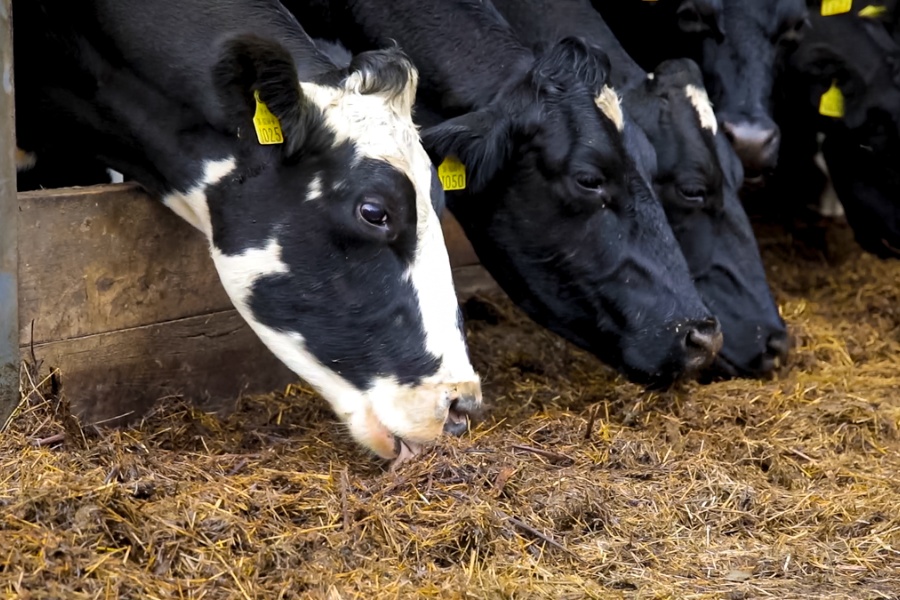 माडीका गाईमा देखियो ‘क्यू फिवर’