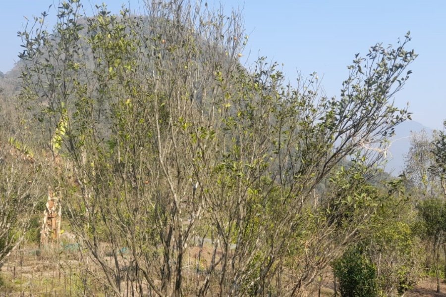 सुन्तलामा अनौठो रोग, धमाधम मर्न थाले बोट