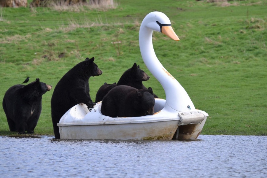 हंसमुखी डुंगामा भालुको सवारी