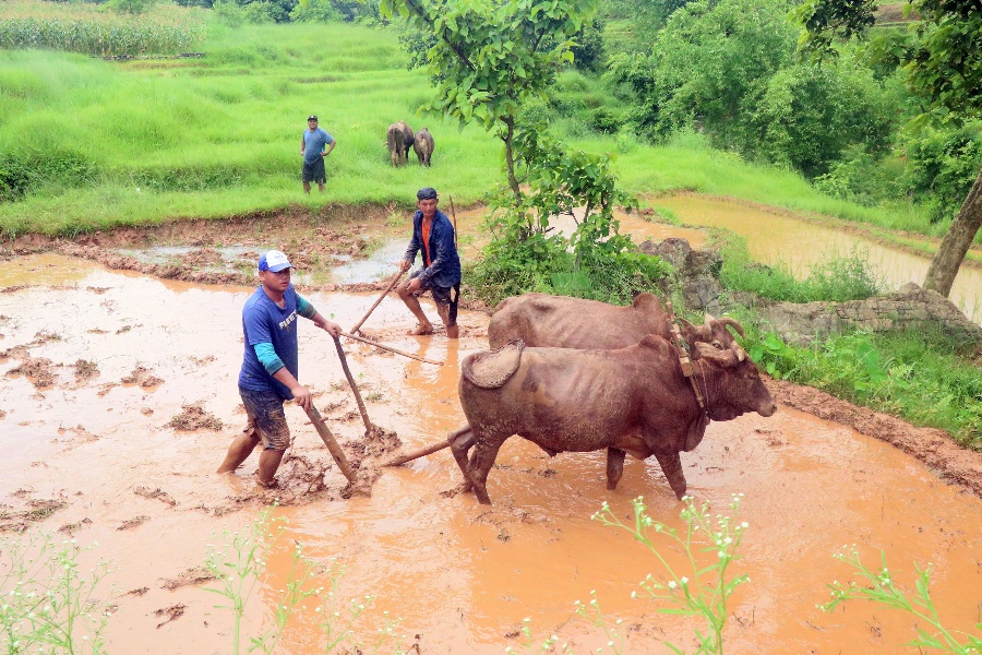 मनसुनी वर्षा सुस्त: मुलुकभर ६८ प्रतिशत रोपाइँ