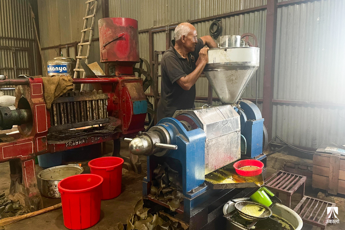 विदेशको तोरीबाट खोकनाको तेल, युक्रेन युद्धले महँगियो