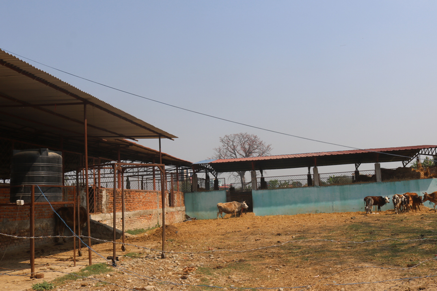 दूध र गोबर बिक्रीबाट मासिक १ लाख ५० हजार, ७ जनालाई रोजगारी