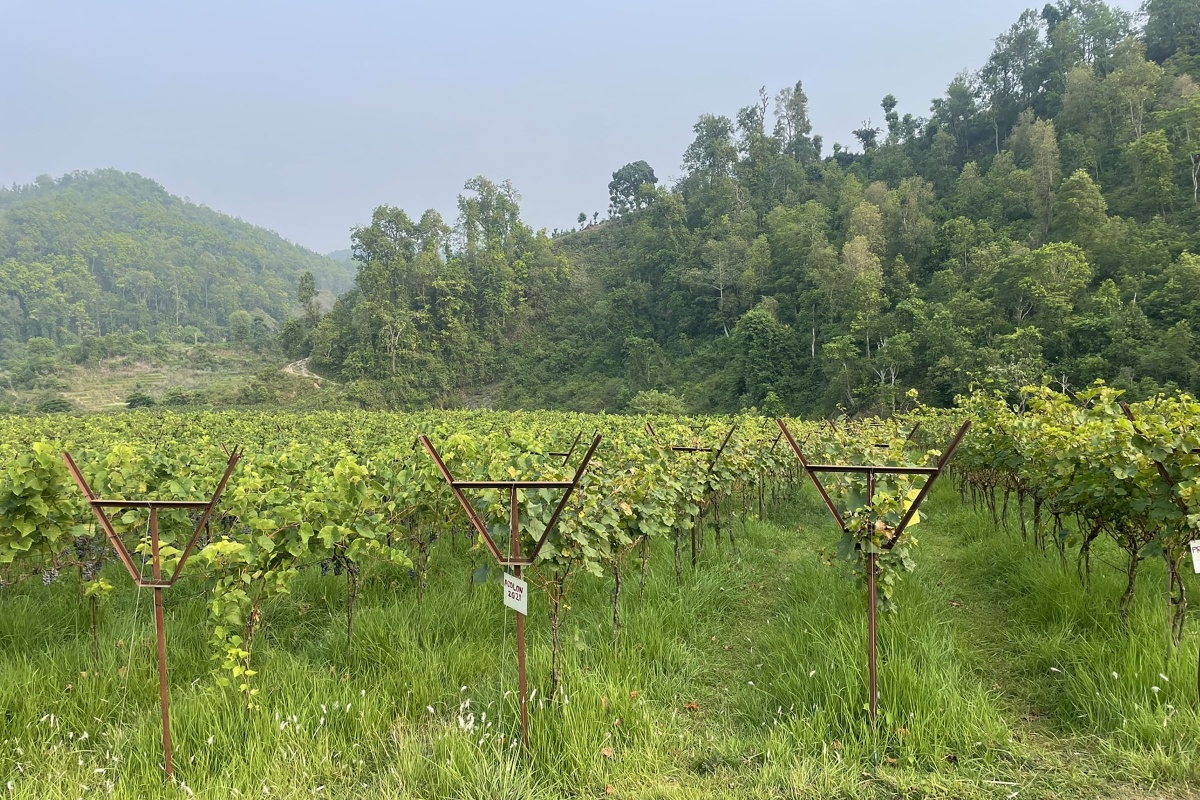 तनहुँमा ७० रोपनी क्षेत्रफलमा अंगुरखेती