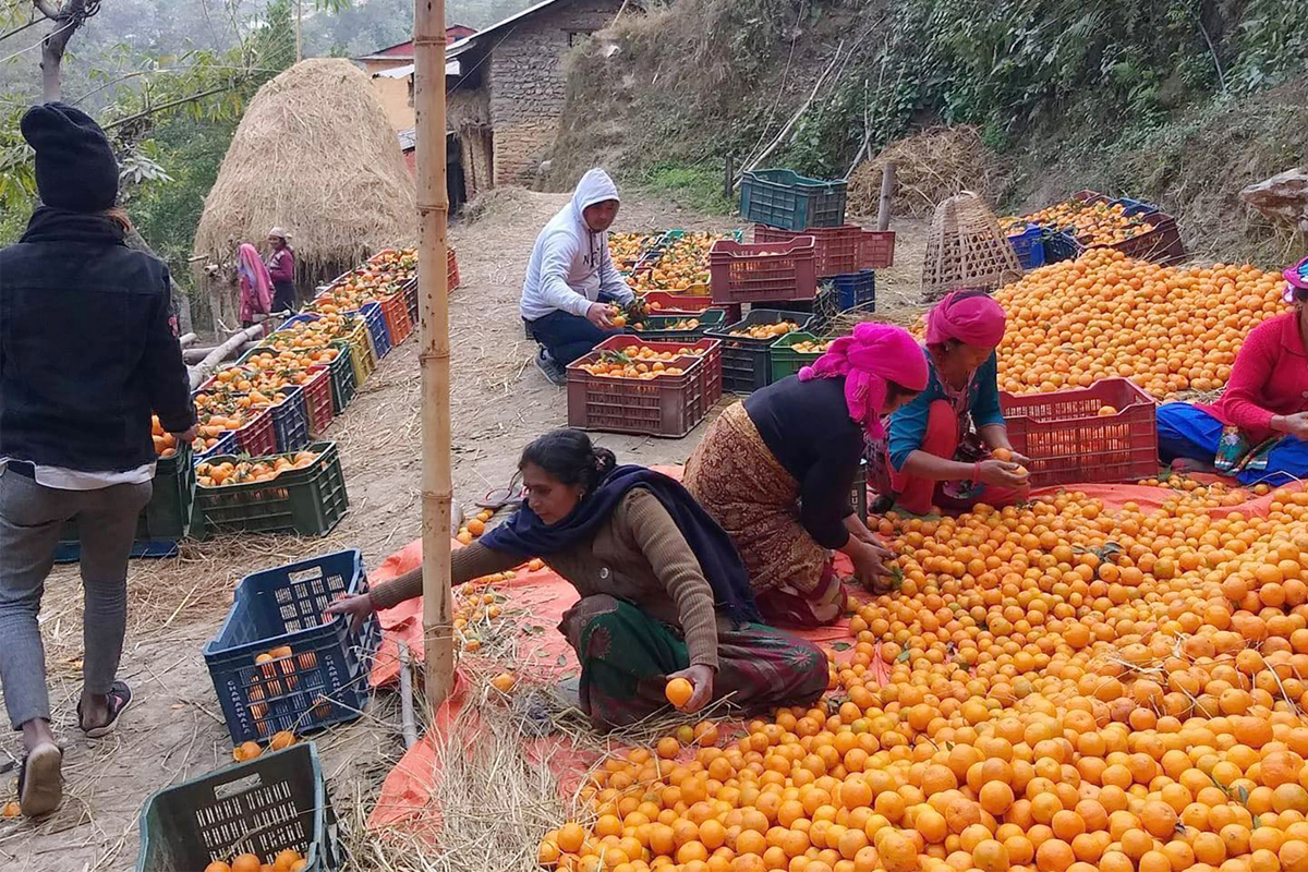 बागलुङमा वार्षिक १८ करोडको सुन्तला उत्पादन, सबै पालिकामा खेती बिस्तार