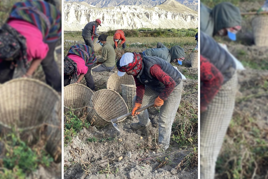 लोमान्थाङमा सामूहिक आलुखेती, बारीबाटै बिक्री हुन्छ आलु