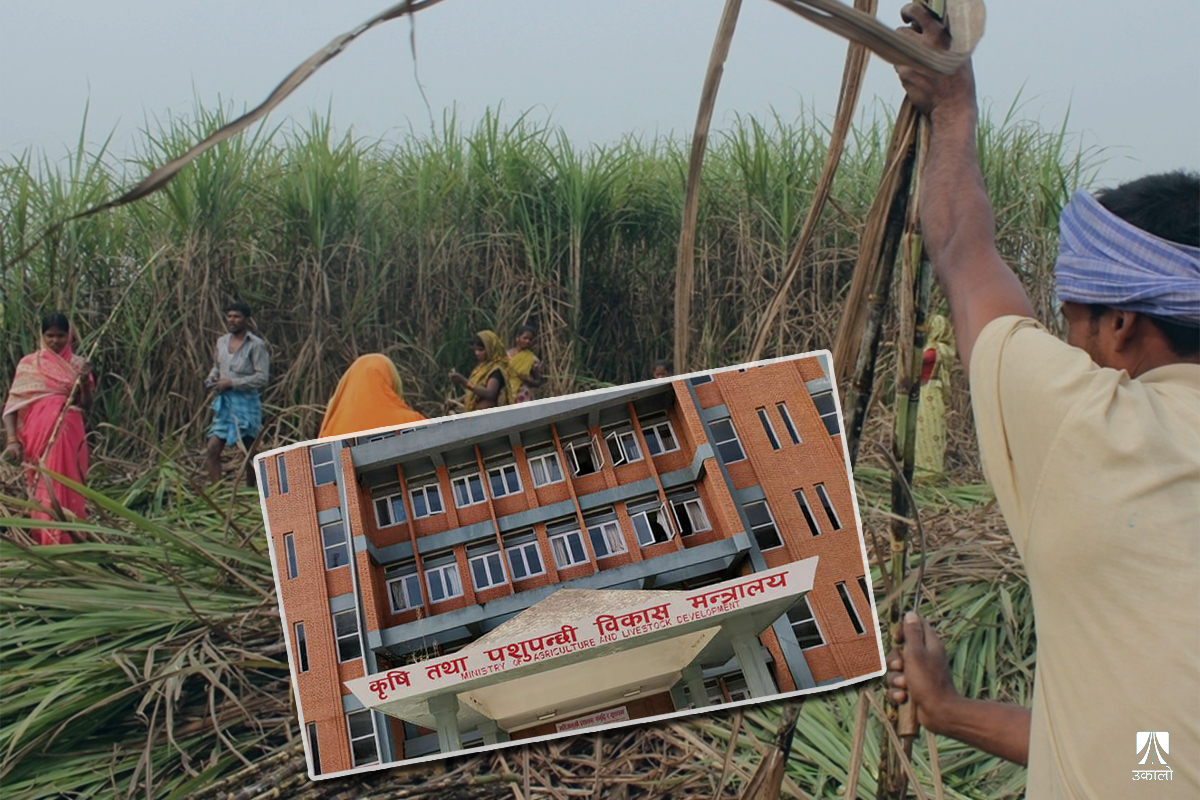 पेचिलो बन्दै उखुको मूल्य निर्धारण : चिनी मिललाई ‘क्रसिङ’को चिन्ता, आन्दोलनको तयारीमा किसान