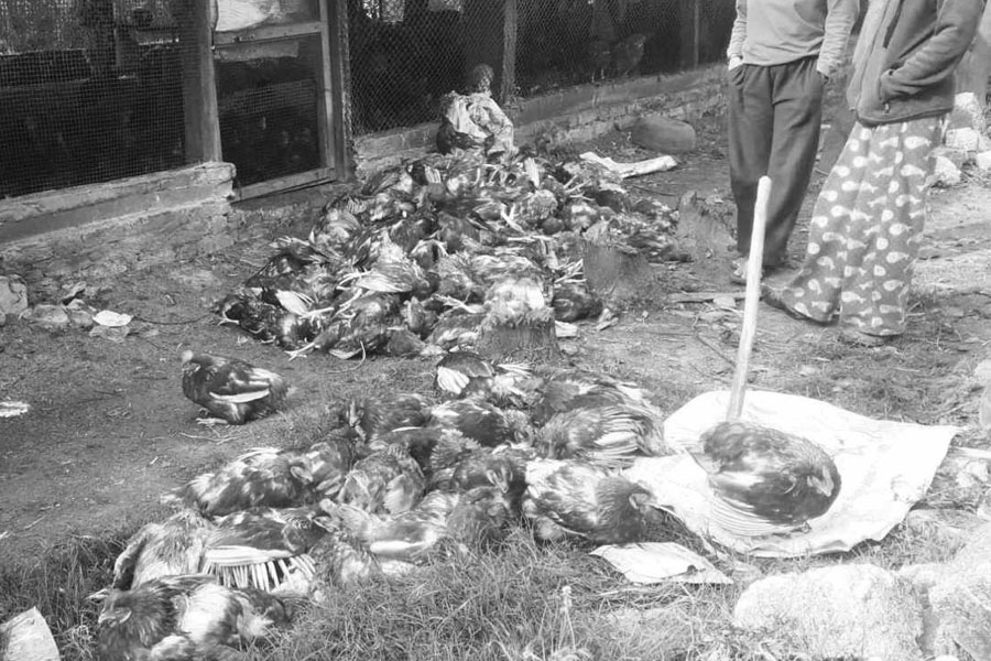 शुक्लाफाँटामा कुकुर आतंक: ४ लाखभन्दा बढी मूल्यका कुखुरा मारिए