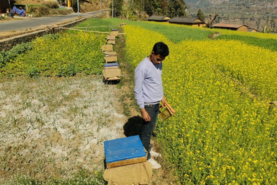 मौरीका घारले भरियो रत्नेचौरको तोरीबारी