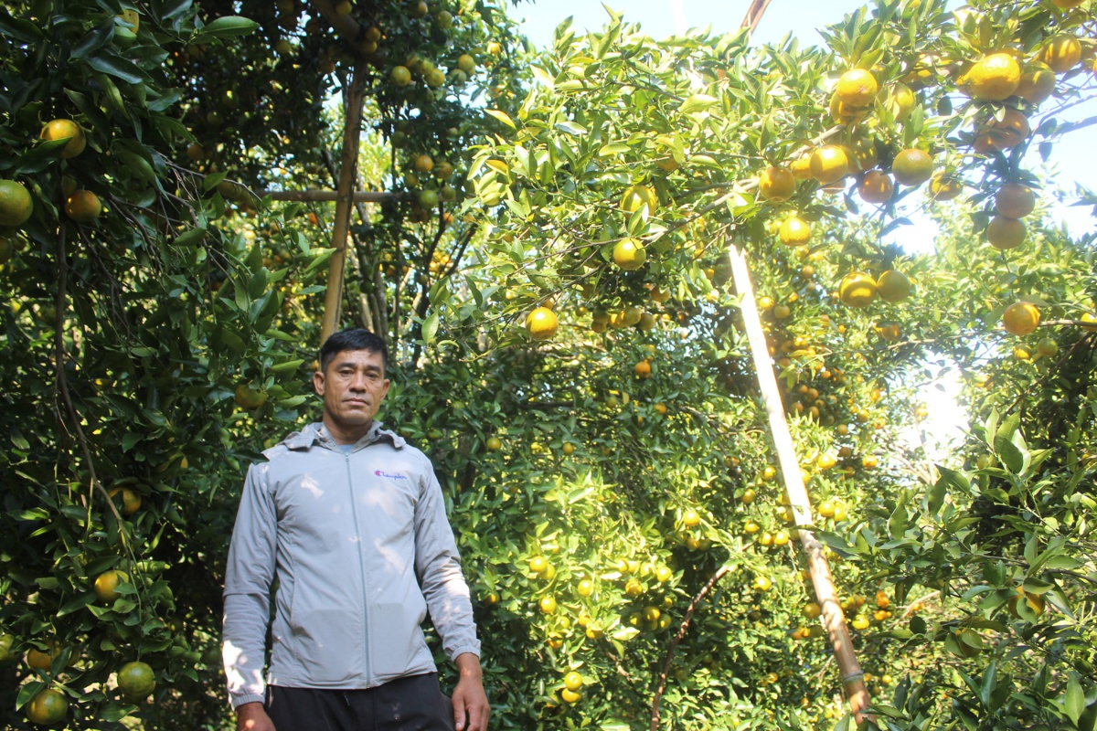 धान फल्ने खेतमा लगाएको सुन्तलाबाट १० लाख आम्दानी