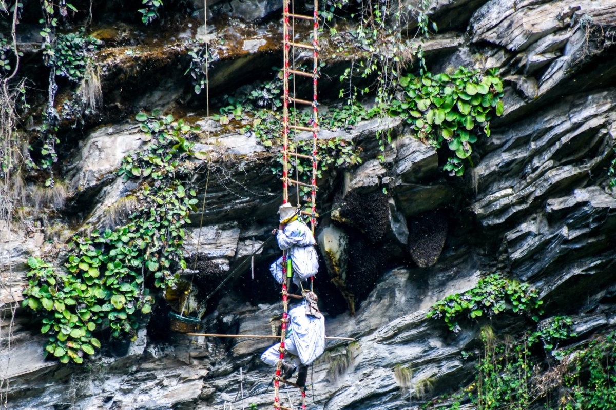 आयआर्जन र पर्यटन प्रवर्द्धनको माध्यम बन्दै मह सिकार