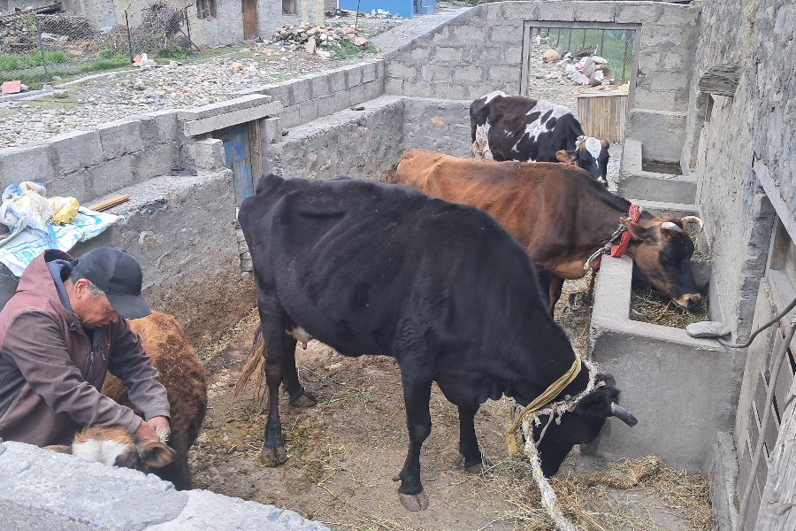 मुस्ताङको स्याङमा उन्नत गाईपालन व्यवसाय फस्टाउँदै