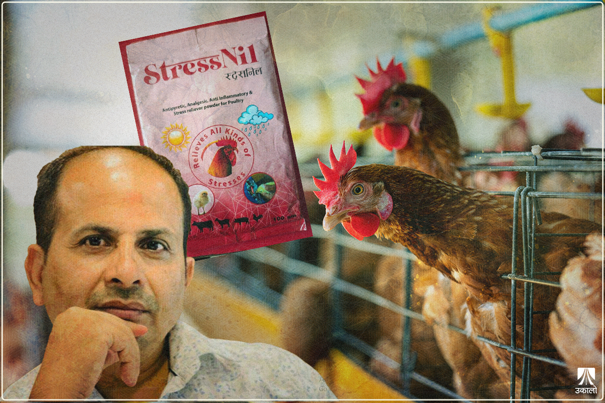 भिटामिनको आवरणमा कुखुरालाई मान्छेको औषधि