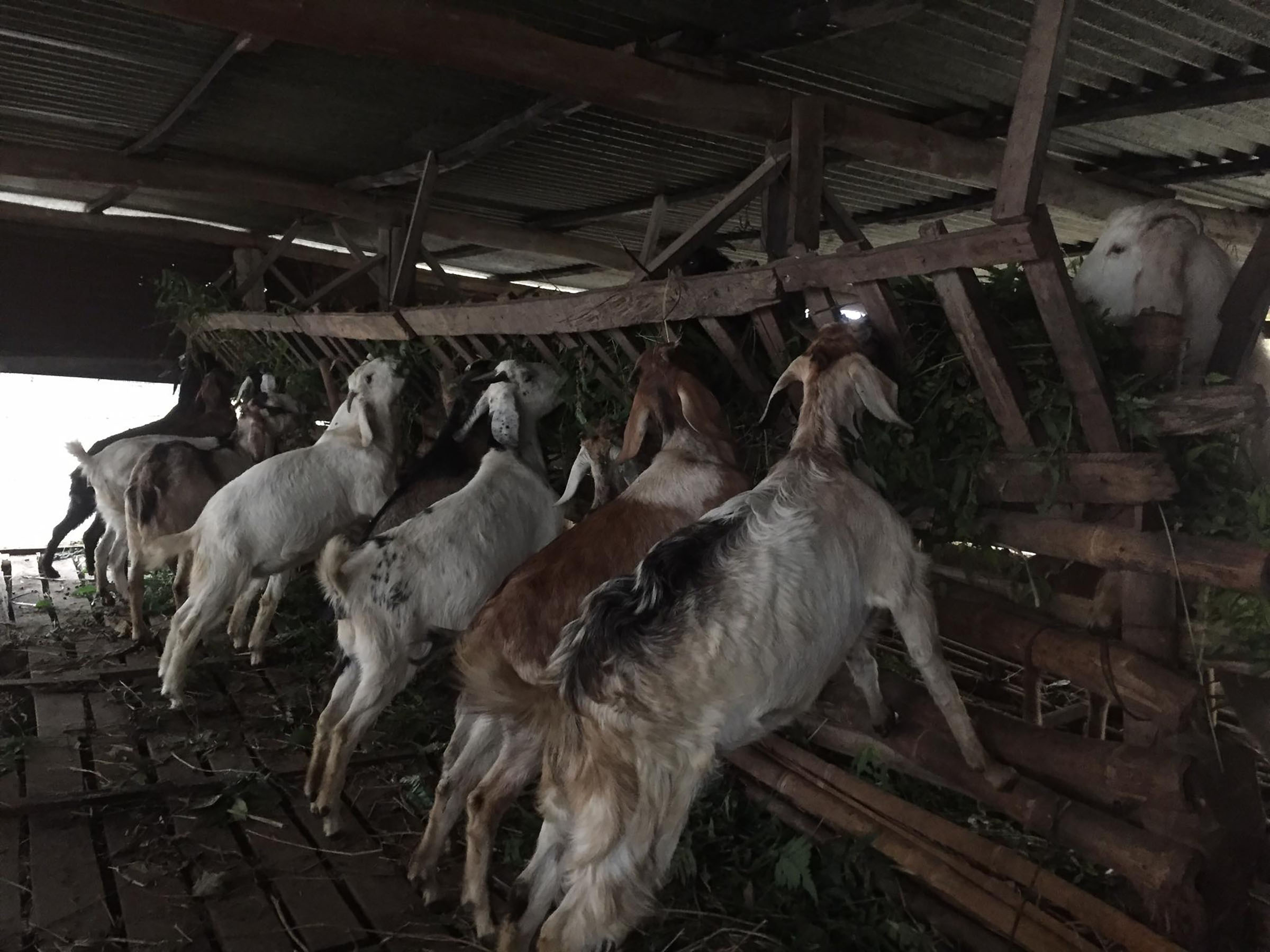 पशुपालनबाट स्वरोजगार बन्दै कास्कीका महिला