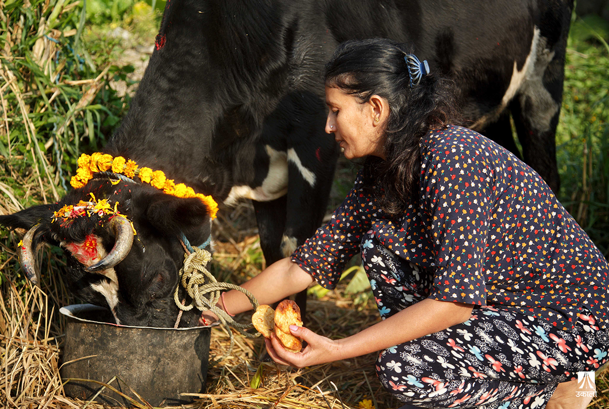 मीठो खुवाएर यसरी गरियो गोठगोठमा गाईपूजा (तस्वीरहरू)