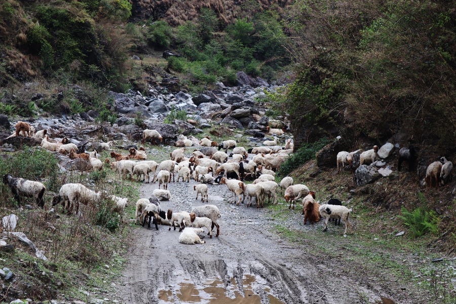 जाडो र चाडबाड शुरू भएसँगै बेँसी झर्न थाले भेडीगोठ