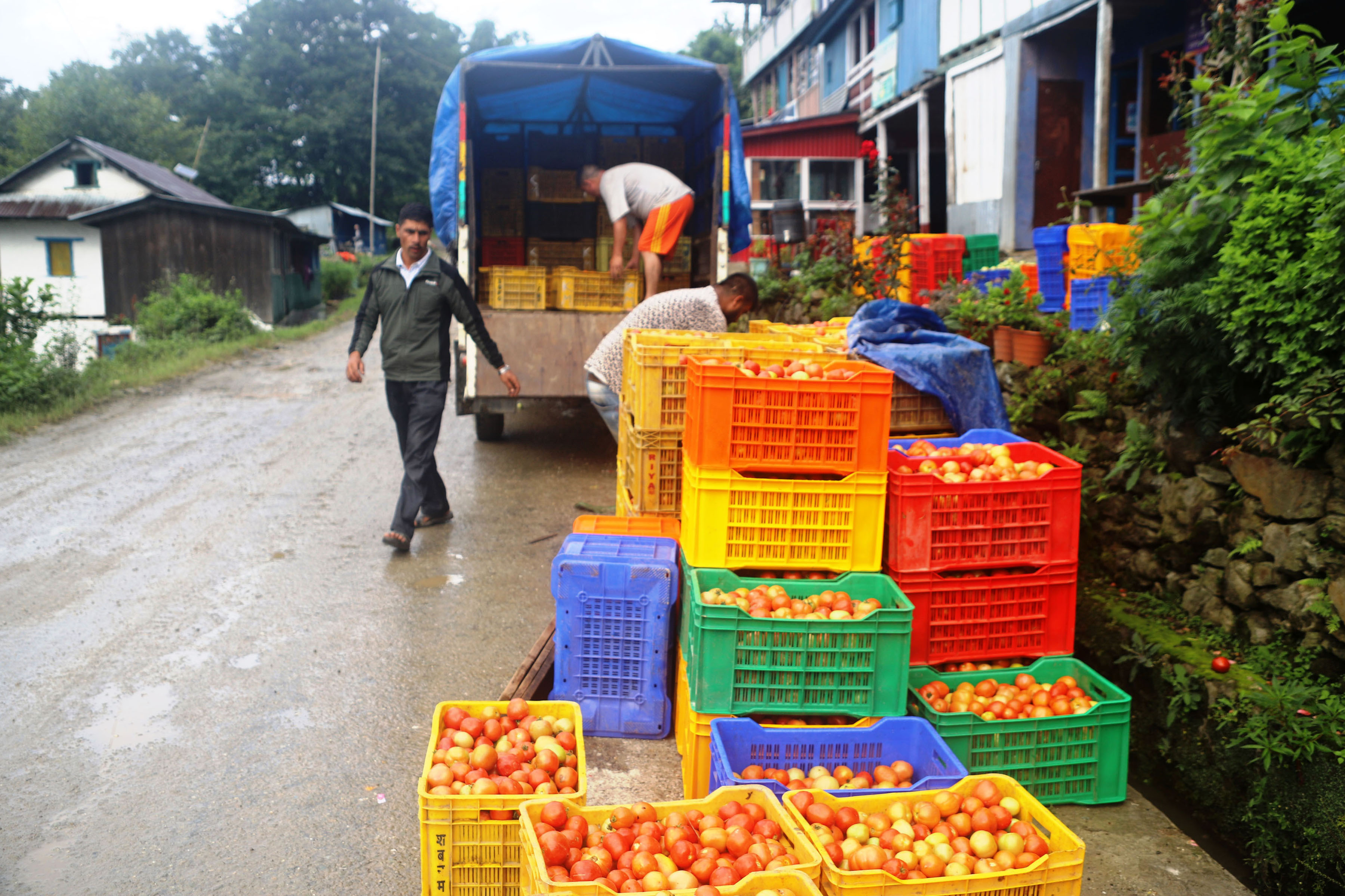 भारततर्फ निकासीले एक महिनामै ६ गुणा बढ्यो गोलभेँडाको मूल्य, किसानभन्दा विचौलियालाई लाभ