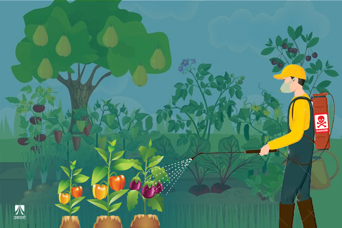 बागमतीका ६ जिल्लामा करिब ८० प्रतिशत विषादी खपत