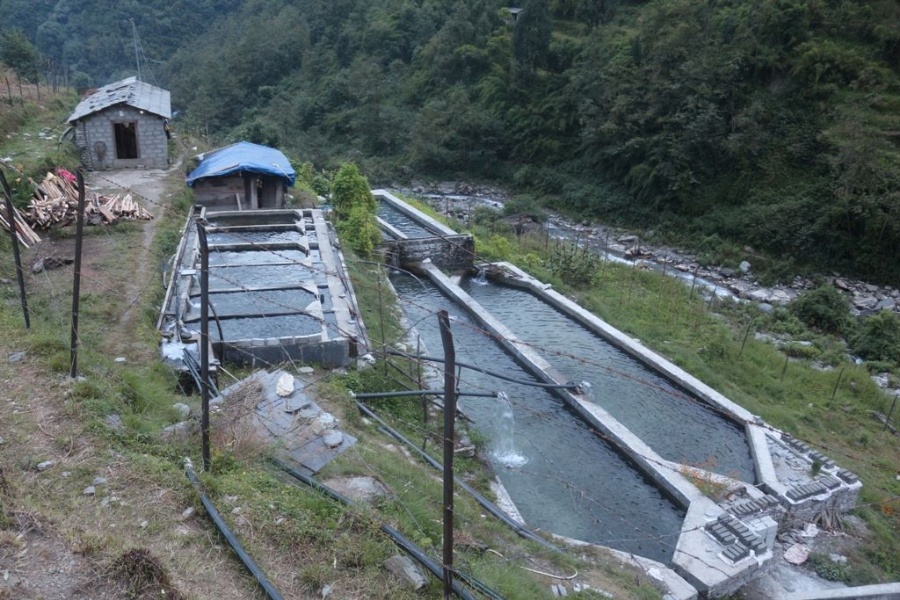 वैदेशिक रोजगारीबाट फर्केर सामूहिक माछापालन