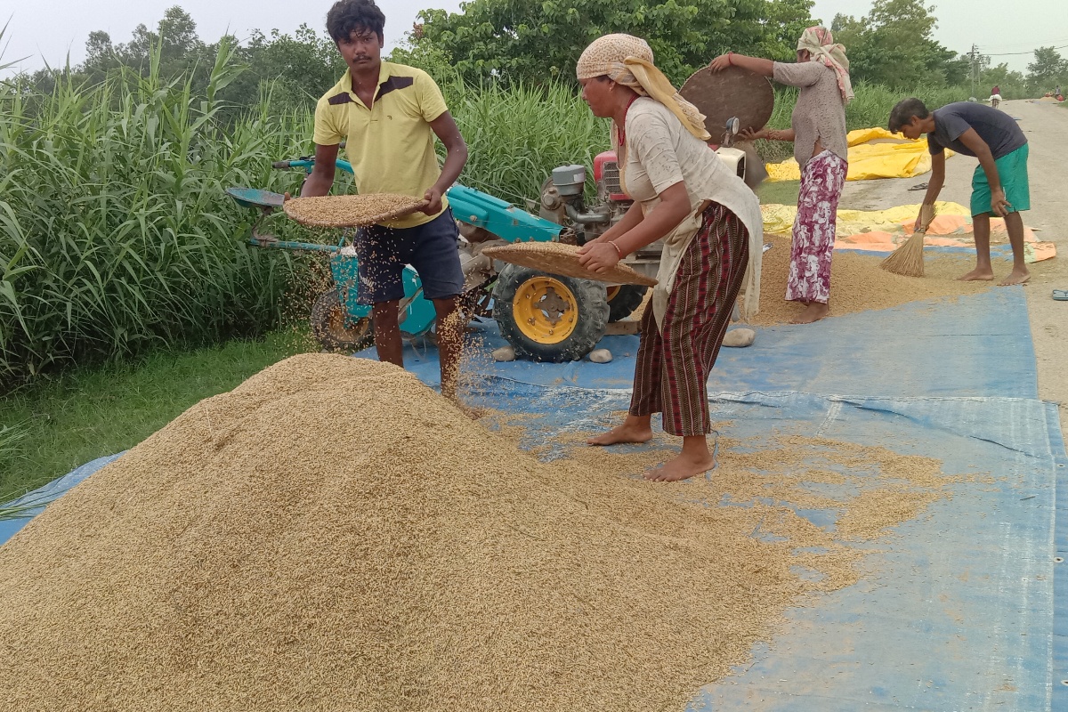 चैते धान बिक्री नहुँदा समस्यामा भजनीका किसान