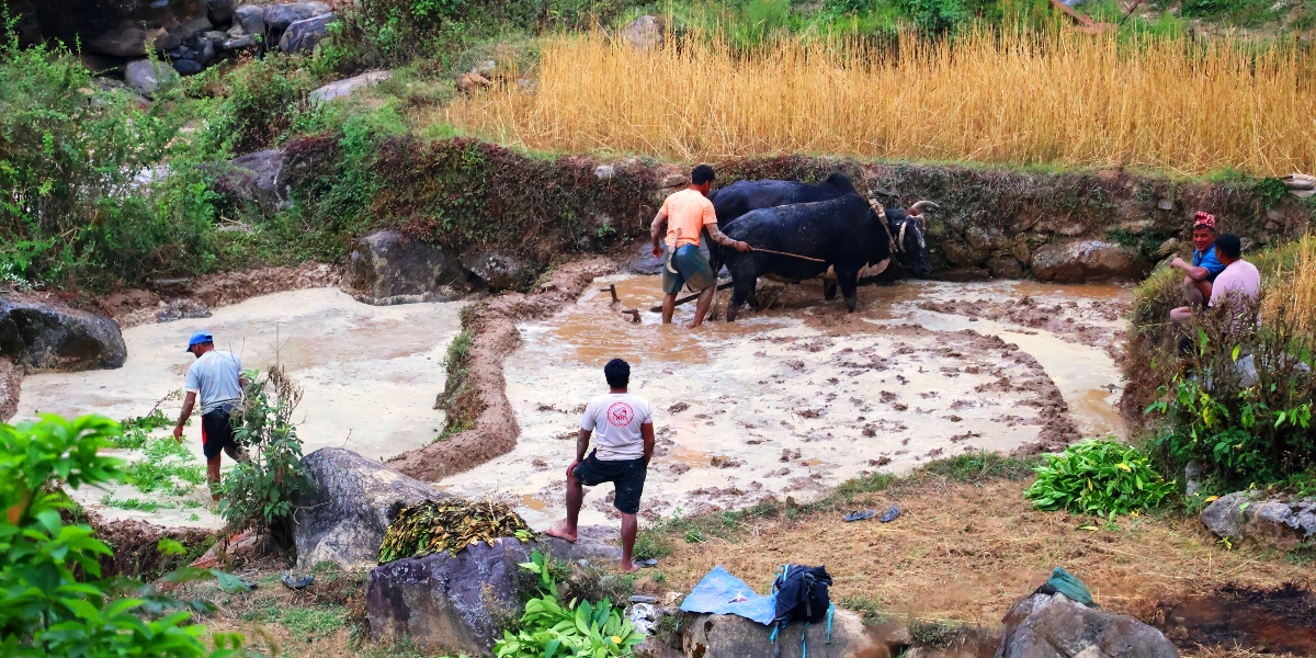 बागलुङमा हलगोरु पाल्ने १७८ किसानले पाए पोषणभत्ता