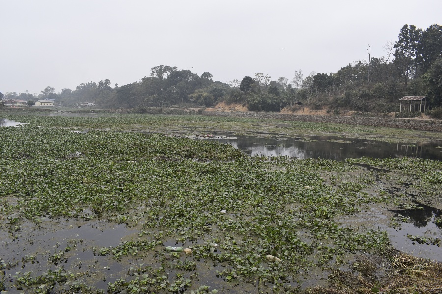 जलकुम्भीले खोस्यो टरुवा तालको सौन्दर्य, अस्तित्व नै संकटमा