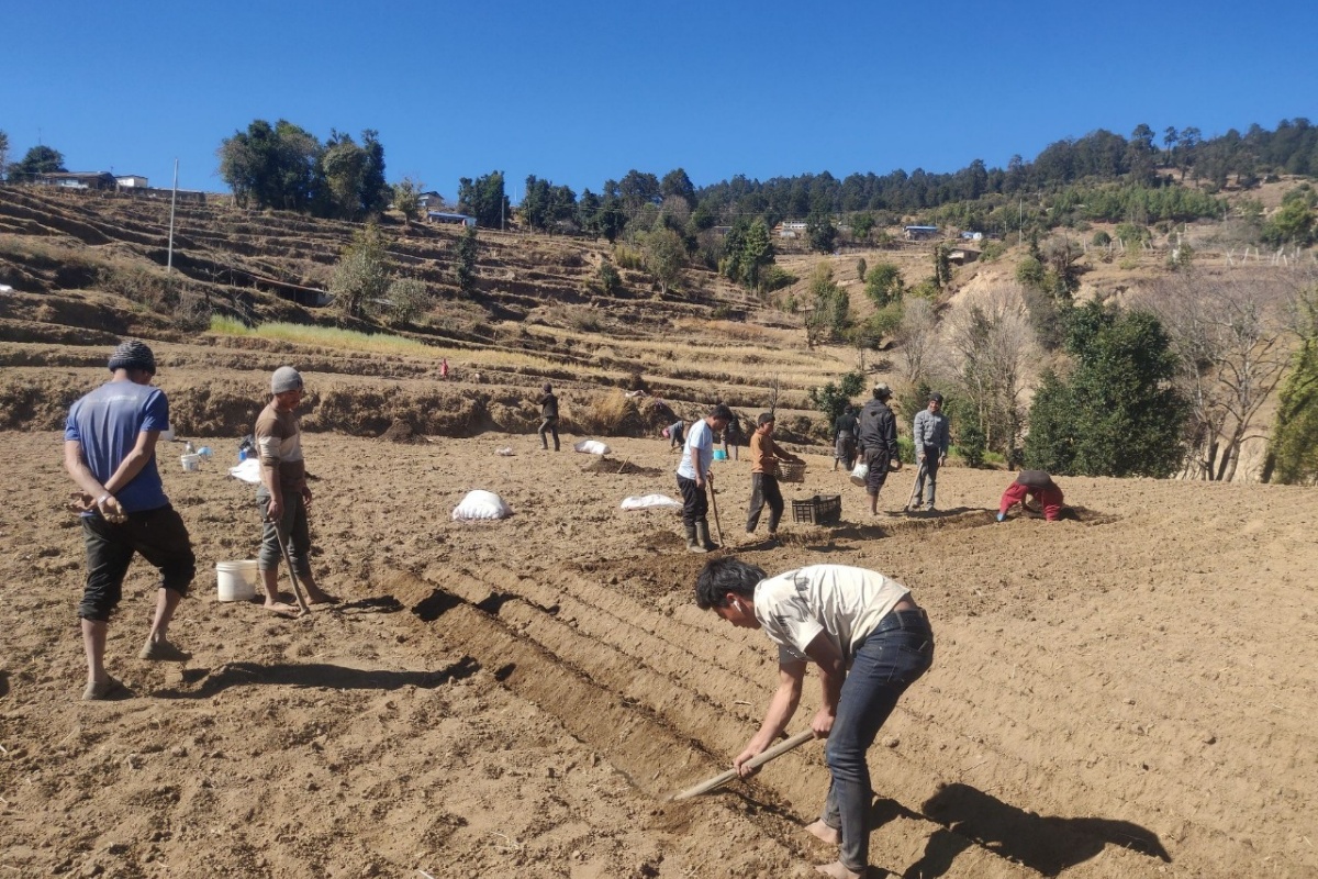 आलुखेतीमा व्यस्त छन् शैलुङका किसान  