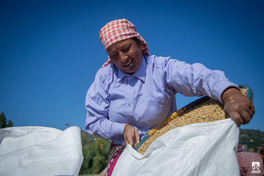 चाँगुनारायणका किसानलाई धान भित्र्याउने चटारो (तस्वीरहरू)
