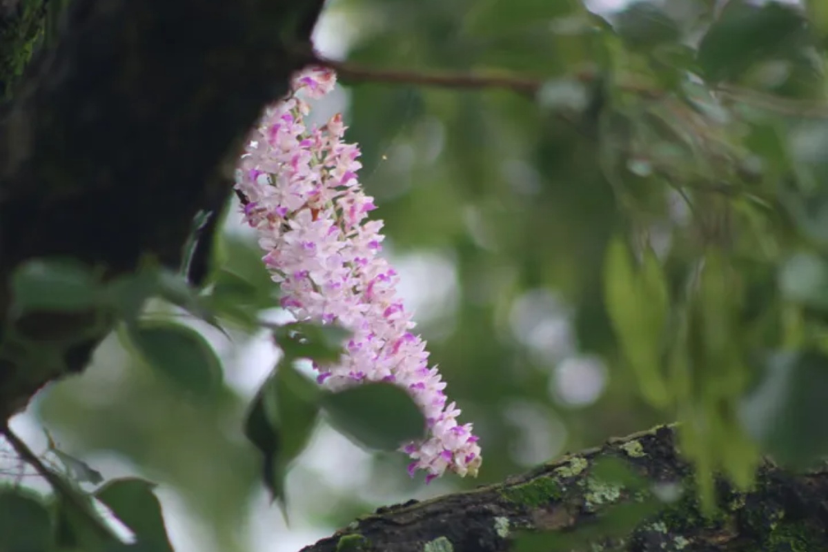 अन्नपूर्ण क्षेत्रमा भेटियो २२३ प्रजातिका सुनाखरी