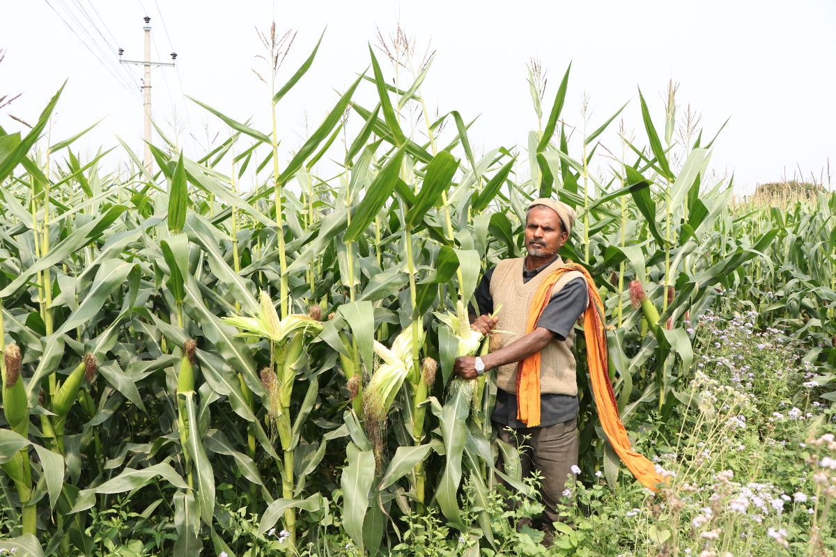 पालिकाले बाँडेको उन्नत जातको मकै: घोगा लाग्यो, दाना लागेन