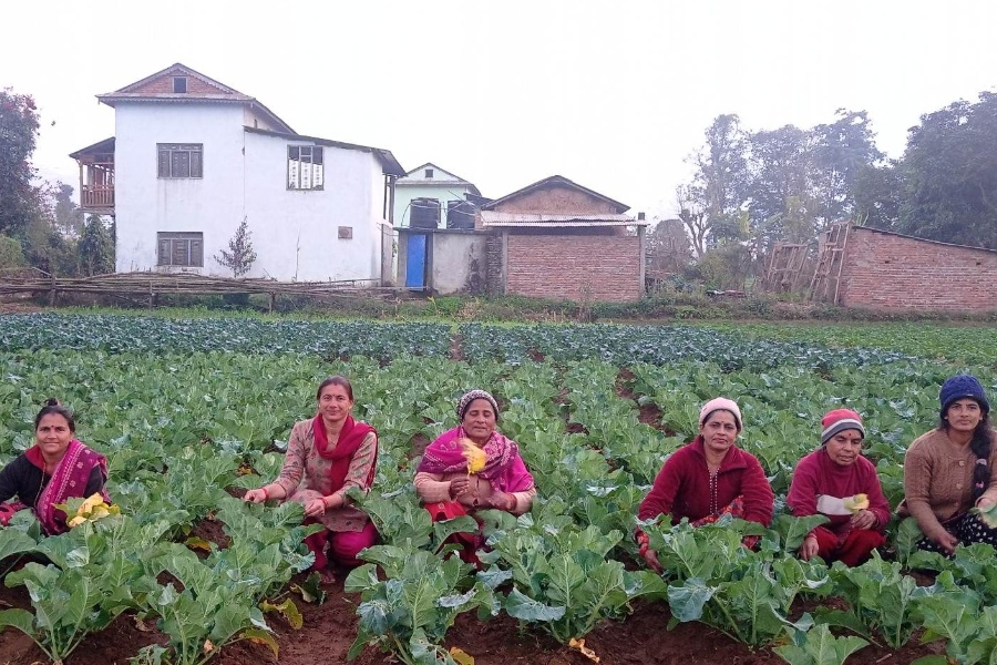 तरकारी खेतीले फेरियो दैनिकी, वार्षिक २ लाख आम्दानी