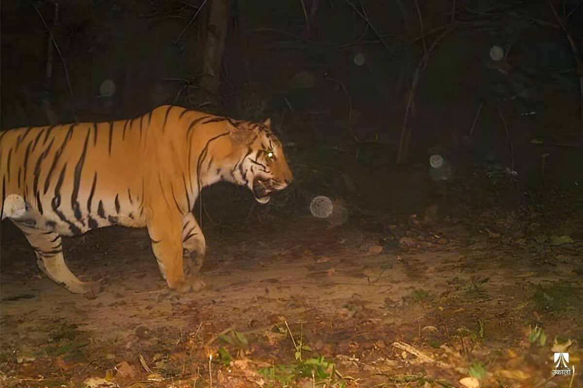 कपिलवस्तुको वनमा देखियो बाघ, संरक्षणकर्मीलाई उत्साहसँगै थपियो चुनौती 