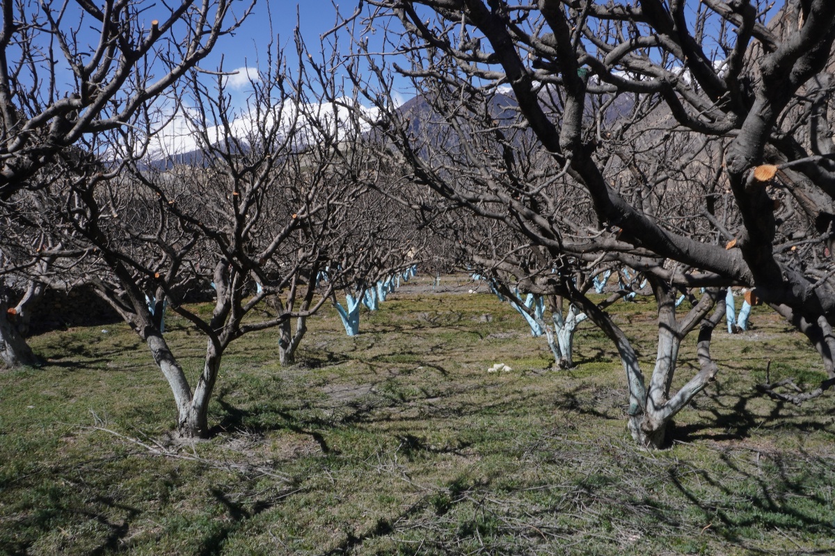 हिमपातले मुस्ताङका किसानमा खुशीयाली, उत्पादन बढ्ने अपेक्षा  