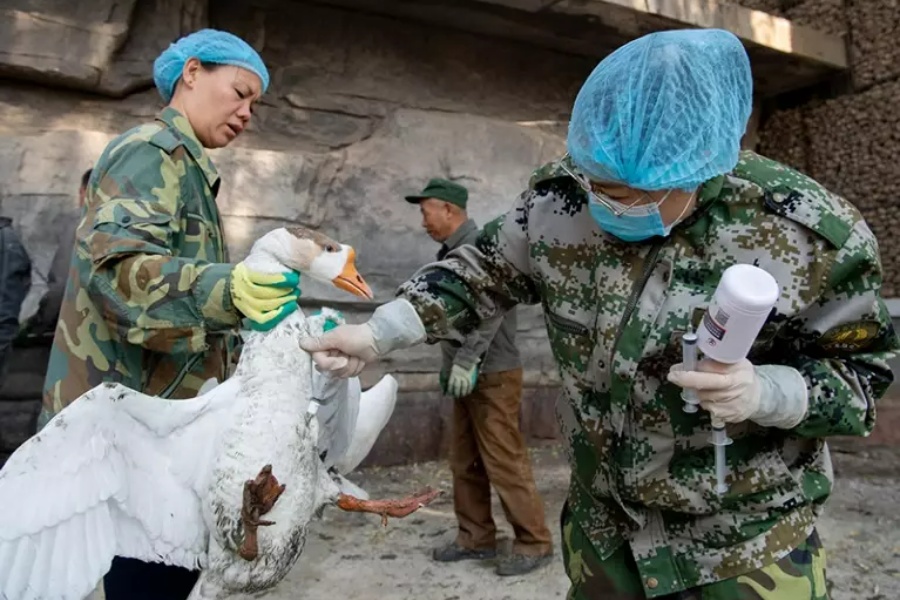 बर्ड फ्लुको महाकारीबाट बच्न विश्व तयार छैन: प्रतिवेदन