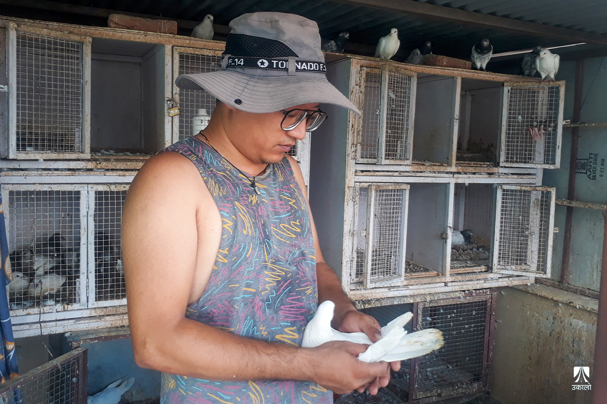 परेवा पाल्ने पेसा अब प्रतिस्पर्धी राष्ट्रिय खेल 