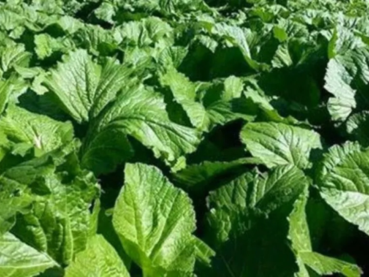 साग किनेर गुन्द्रुक बनाउँदै भुम्लु गाउँपालिका