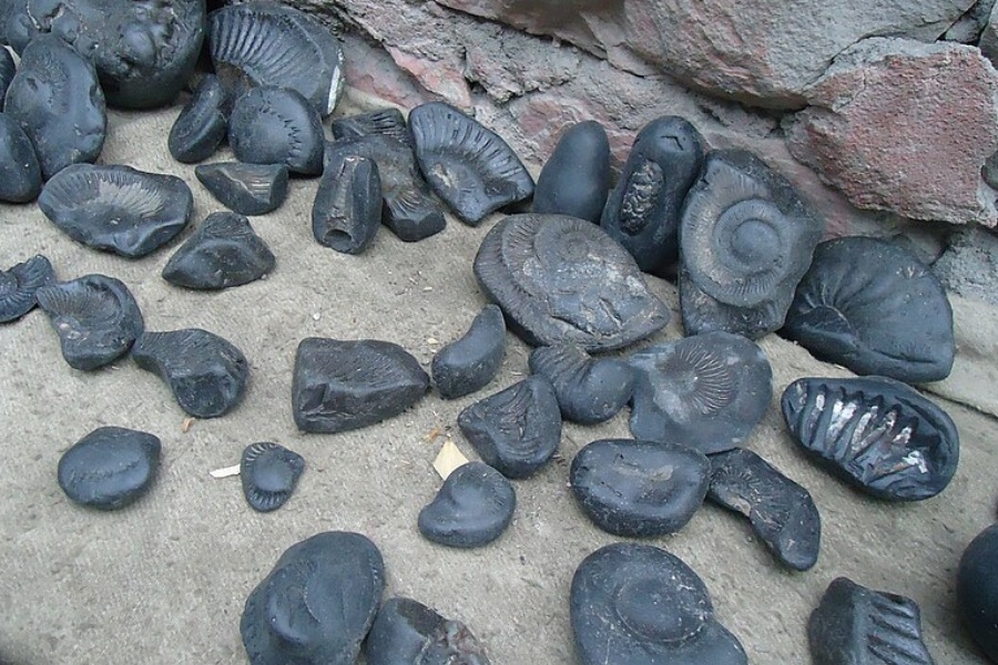 प्रहरीद्वारा अवैध शालिग्राम बरामद