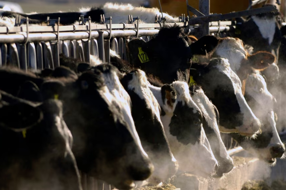 दूधमा भेटियो बर्ड फ्लुको ‘एचफाइभ एनवान’ भाइरस