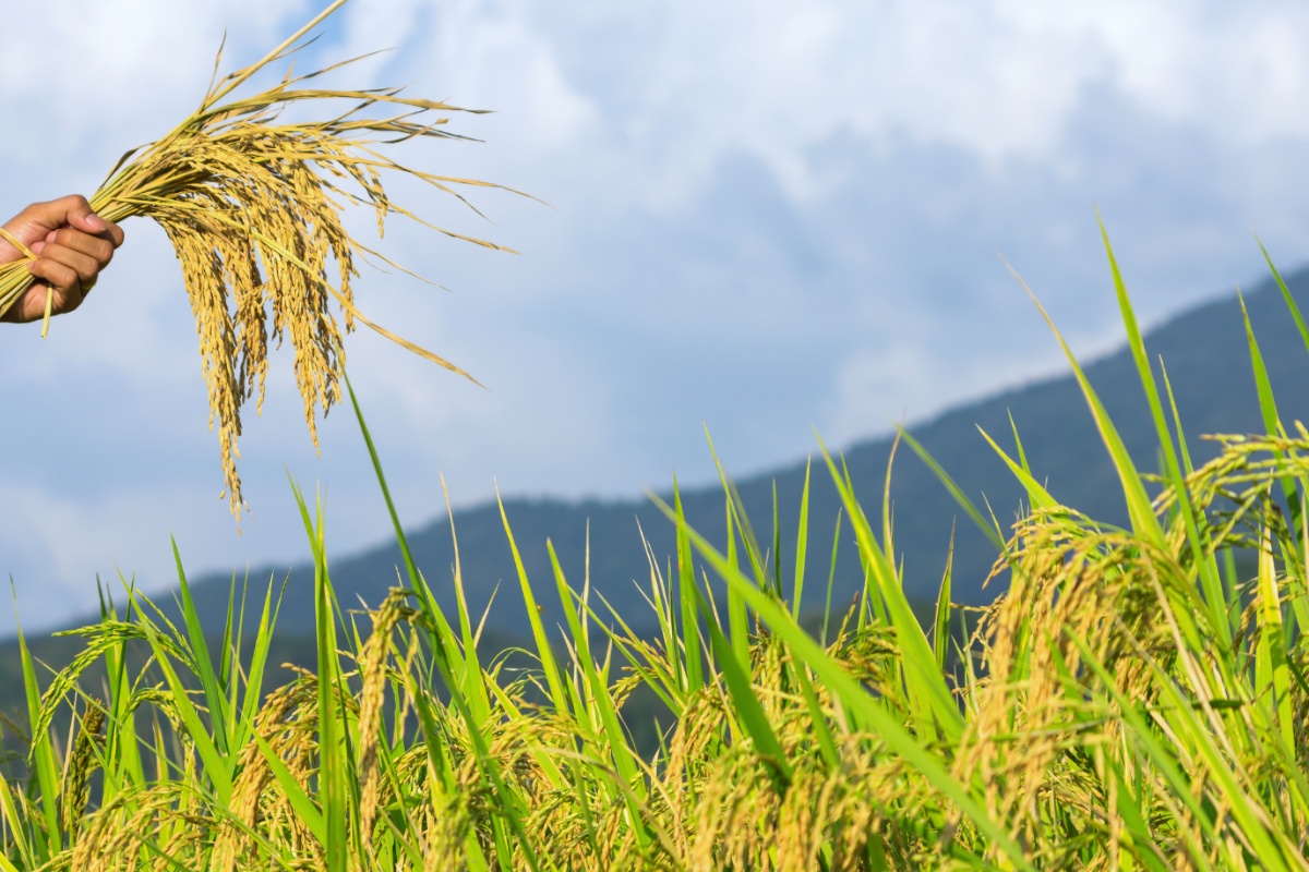 नेपालमा साउनयता १२ अर्ब ४३ करोडको धान आयात