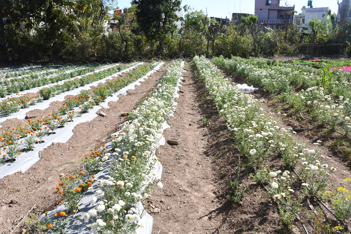 विदेशमा कमाएको भन्दा फूलखेतीबाट धेरै आम्दानी