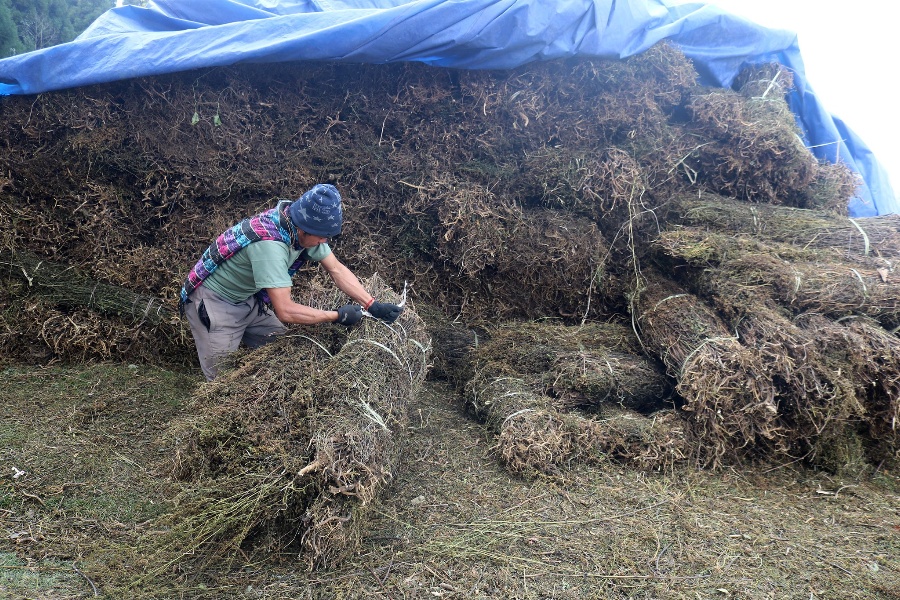 प्रतिमन ५४ हजार पुग्यो चिराइतोको मूल्य